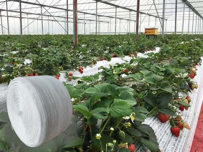 DELI Factory New Patent Product White Woven Plastic Separation Net for Strawberry