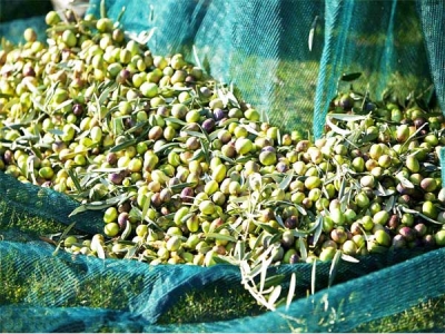 Hot selling HDPE Olive Net Harvest Net
